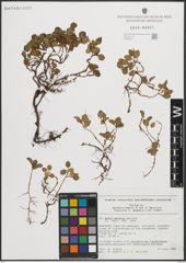 Foto von Salix polaris Wahlenb.